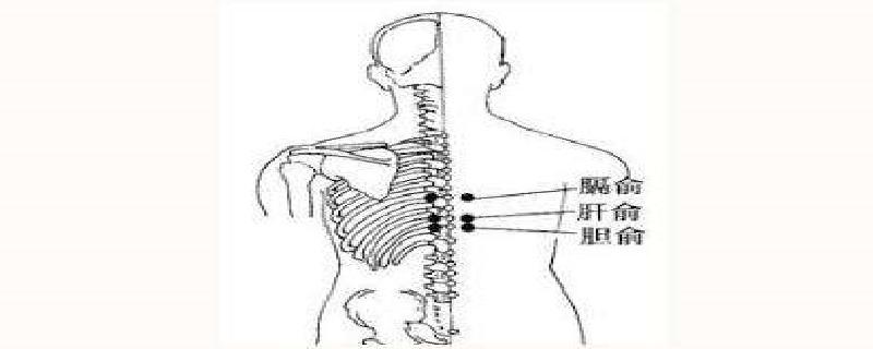 胆俞的准确位置怎么找（胆俞在什么位置）