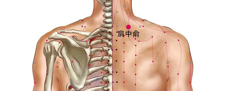 肩中俞的准确位置图和作用 肩中俞的准确位置图和作用功效