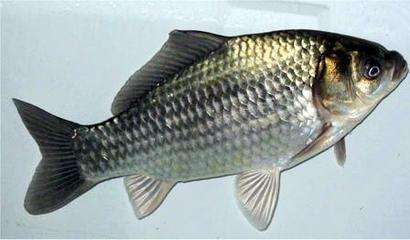 什么鱼养胃 什么鱼养胃最好