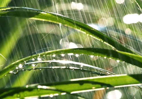 雨水节气这一天吃什么（雨水季节吃啥）