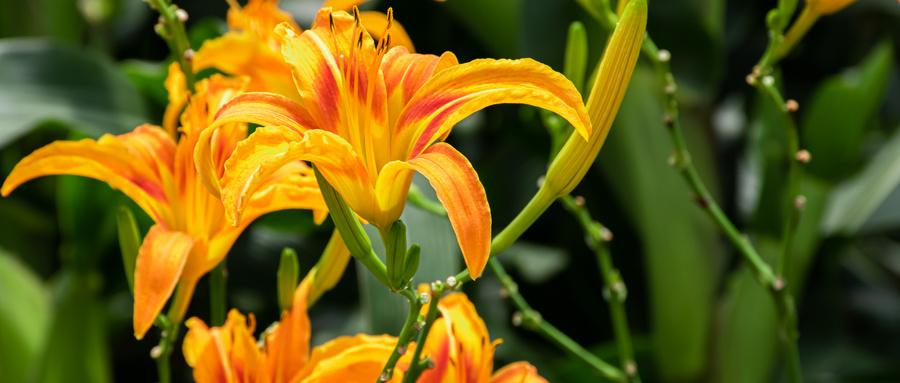 鲜黄花菜中含有的毒素是哪些 鲜黄花菜中有什么毒素