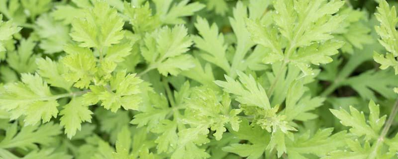 艾草煮蛋的功效和作用什么时候吃最有效 艾草煮蛋男人可以吃吗