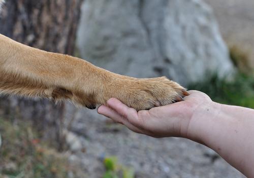 狂犬疫苗多久产生抗体 打完狂犬疫苗多久产生抗体