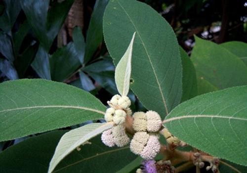 喉咙痒咳嗽厉害怎么办(孕中期喉咙痒咳嗽厉害怎么办)