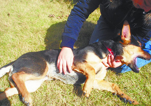 有狂犬病的狗有什么症状 有狂犬病的狗有什么症状视频