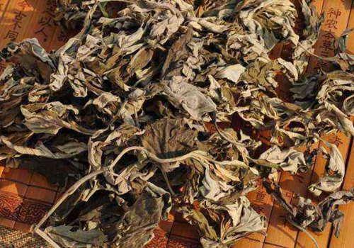 荨麻疹可以用艾草洗澡吗(孕期荨麻疹可以用艾草洗澡吗)