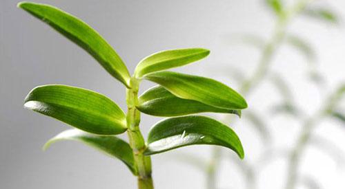 铁皮石斛为什么是九大仙草之首 铁皮石斛为什么位于九大仙草之首