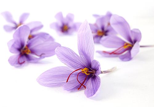 藏红花降血脂怎么吃 高血脂能吃藏红花吗