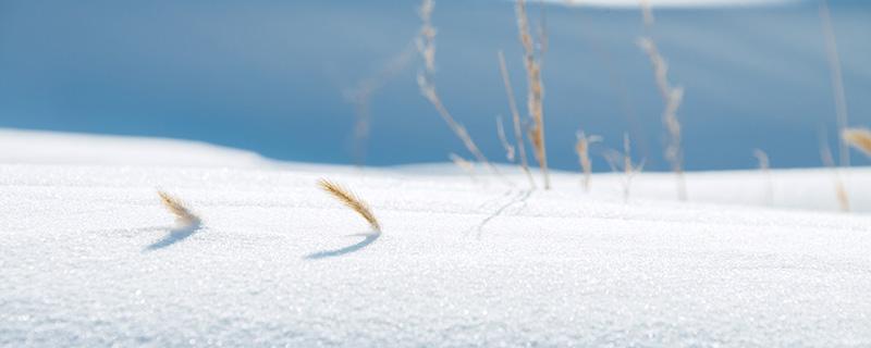 大雪节气吃什么好 大雪节气吃什么好处