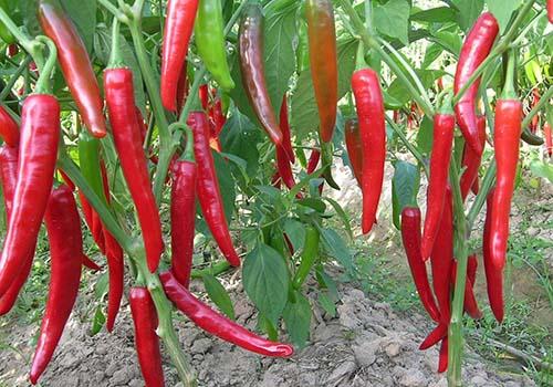 得了湿疹能吃辣椒吗(湿疹好后可以吃辣椒吗)