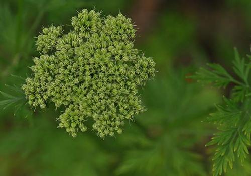 阴囊湿疹毛囊炎怎么治（阴囊毛囊炎和阴囊湿疹）