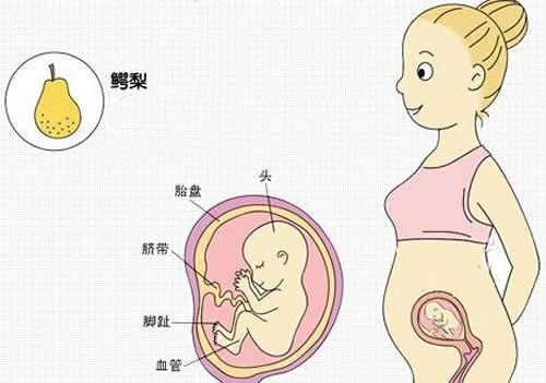 怀孕四个月肚子有多大 怀孕四个月肚子有多大正常