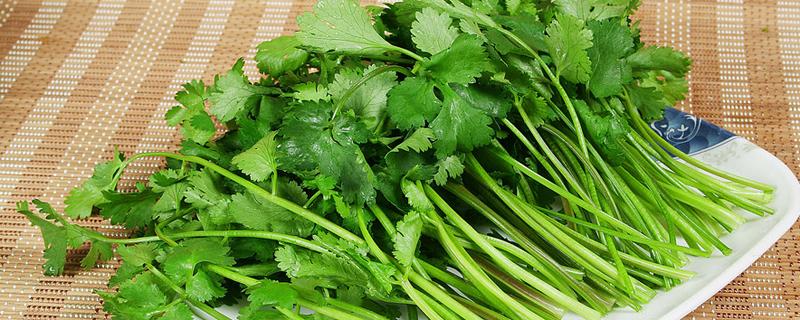 吃香菜可以减肥吗 香菜减肥怎么吃最好