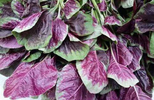 吃什么食物可以去湿（吃什么食物可以去湿气）