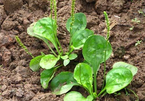 肛门瘙痒偏方大全(肛门瘙痒有啥偏方)