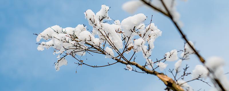 大雪节气是哪一天（大雪节气是哪一天农历）