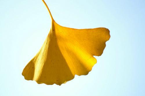 银杏叶的功效与作用 这些你都知道吗