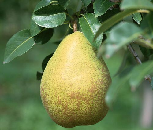 有鼻炎吃什么水果（有鼻炎吃什么水果好得快）