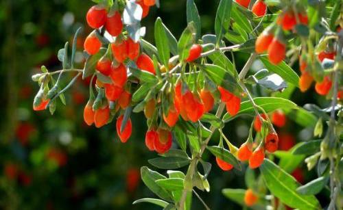 枸杞怎么吃效果最好（枸杞怎么吃效果最好 教你正确）