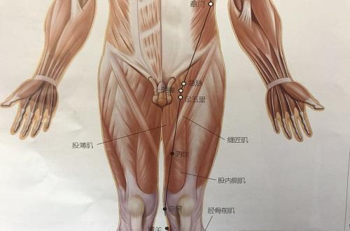 曲泉的准确位置图和作用（曲泉的准确位置图和作用及功效）