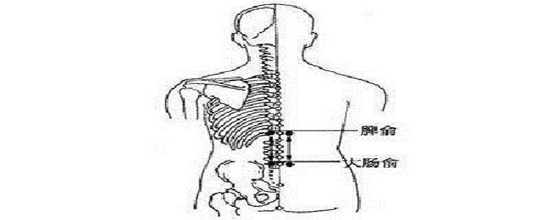 脾俞的简易找法 脾俞的作用与好处