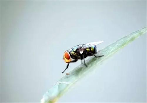 苍蝇最怕什么东西（苍蝇最怕什么东西和气味）