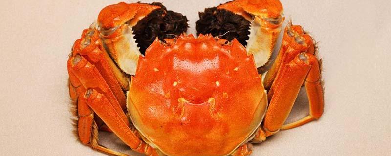 吃大闸蟹可以喝啤酒吗 吃大闸蟹为什么不能喝啤酒