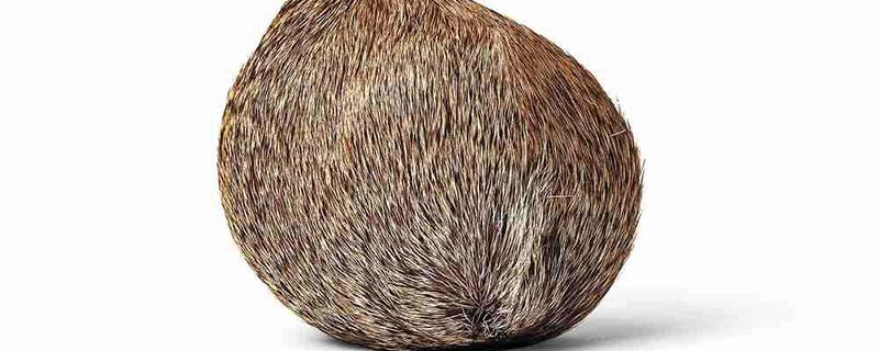 麝香是动物的睾丸吗 麝香是从什么动物中提炼的