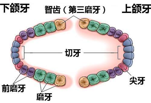 为什么有的人长智齿（智齿为什么会长出来）