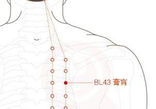 三伏贴哮喘贴哪里 三伏贴为什么能治疗哮喘