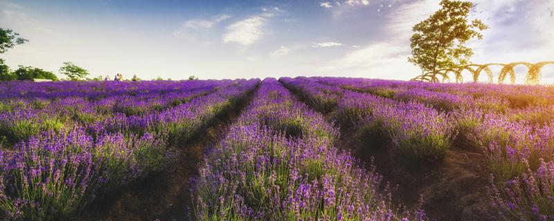 薰衣草和艾草哪个驱虫效果好 艾草和薰衣草哪个驱蚊效果好