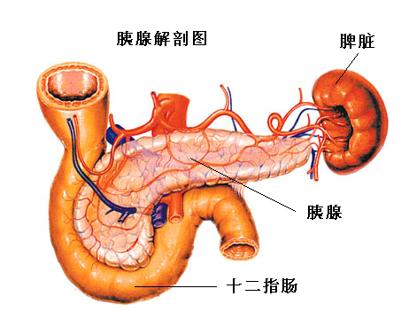 胰腺炎的症状（胰腺炎的症状是什么?在哪个部位）