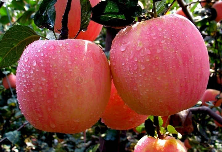 秋季养生：5种果蔬助你轻松调理肠胃