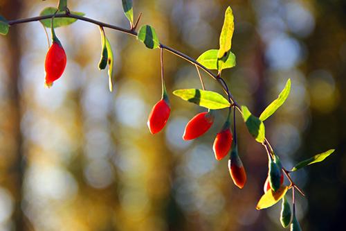 枸杞子能长时间煮吗 枸杞子可以长时间煮吗