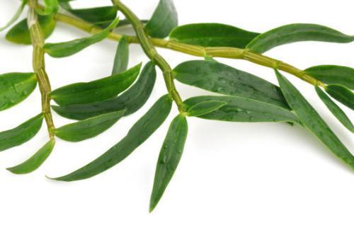 铁皮石斛有什么用（霍山铁皮石斛有什么用）