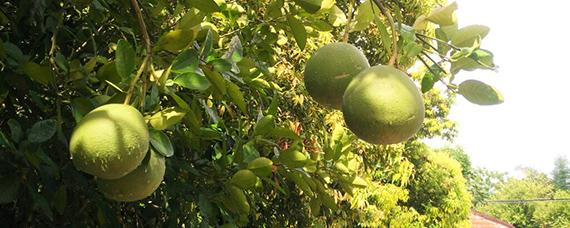 吃柚子会便秘吗（吃柚子会便秘好吗）