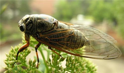 五种夏天会鸣叫的昆虫 在夏天鸣叫的昆虫