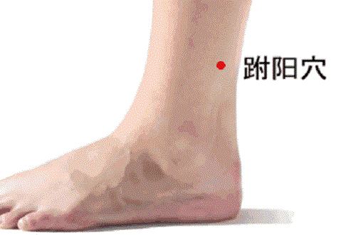 跗阳的准确位置图 跗阳的准确位置图和作用