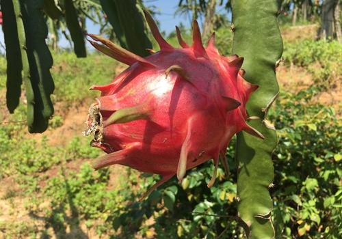 火龙果减肥怎么吃 这么吃让你嗖的一下就瘦下去了