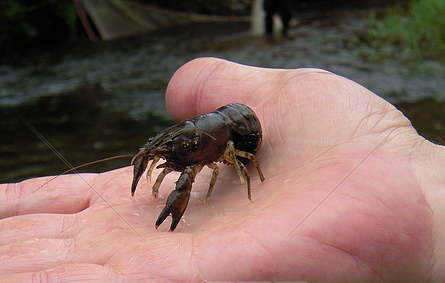 小龙虾夹手出血怎么办 怎样防止小龙虾夹手