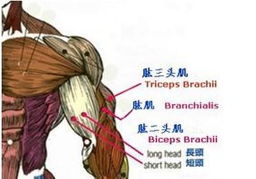 划船器锻炼肌肉示意图（划船器锻炼肌肉示意图教程）