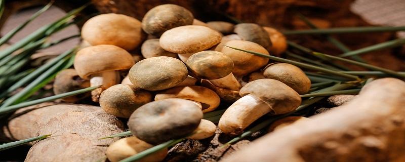 鸡油菌是什么样子的 跟鸡油菌长得很像的叫什么菌