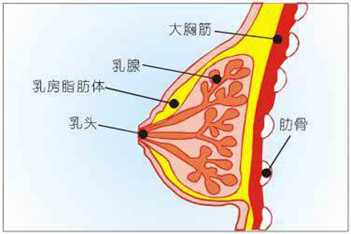 乳腺癌转移能活多久（乳腺癌转移能活多久时间）