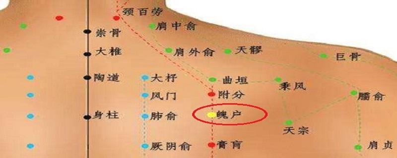 魄户准确位置图和作用 魄户的准确位置