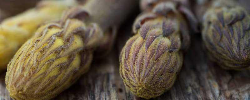 肉苁蓉副作用有哪些(肉苁蓉的功效与作用)