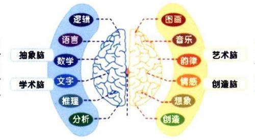 左脑和右脑分别控制什么