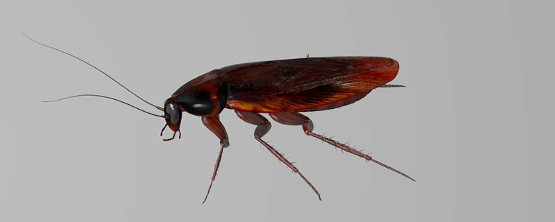 房间有蟑螂不敢睡觉怎么办 卧室有蟑螂不敢睡觉