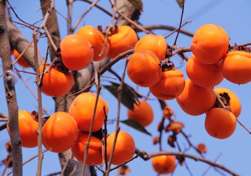 孕妇可以吃柿子吗（孕妇可以吃柿子吗对胎儿有影响吗）