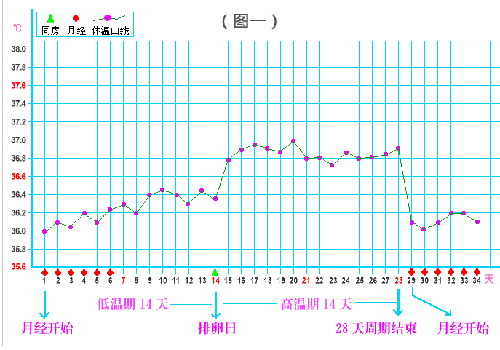 排卵期温度是多少 排卵期温度是多少了