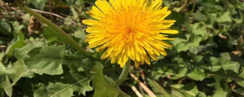 蒲公英根经期能喝吗（蒲公英根月经期间可以喝吗）